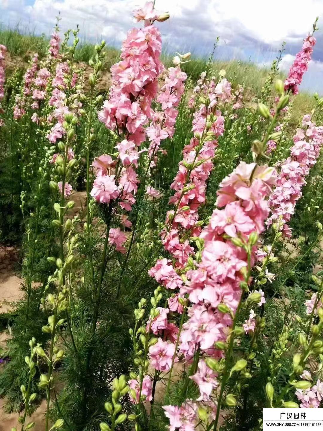 大花飛燕草