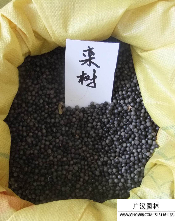 欒樹種子