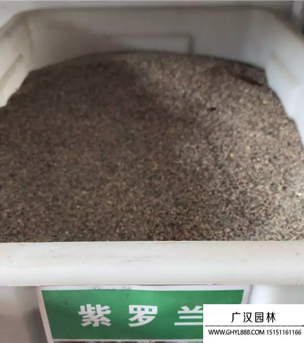 紫羅蘭種子