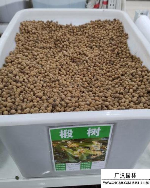 紫椴樹種子