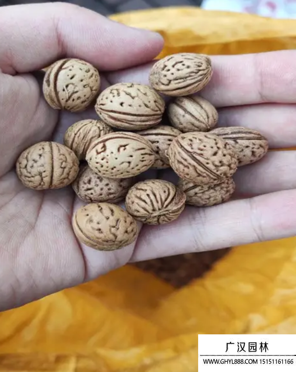 碧桃種子