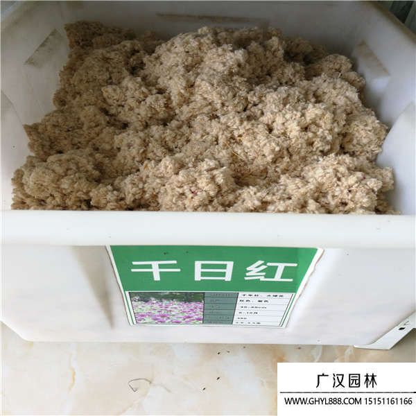 千日紅種子