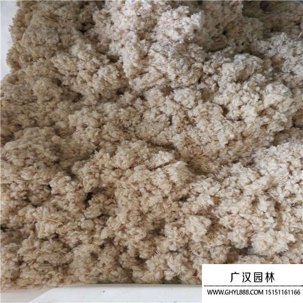 千日紅種子