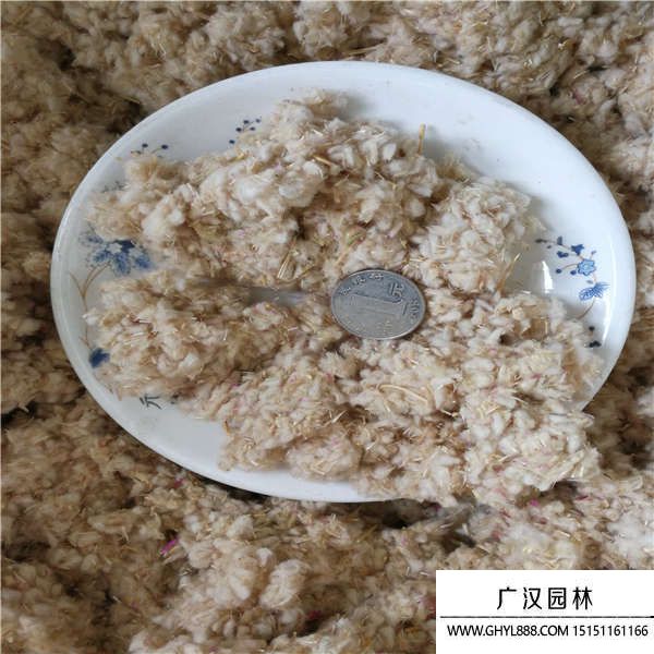 千日紅種子