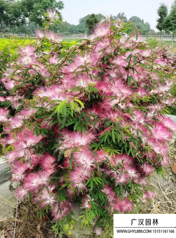 香水合歡