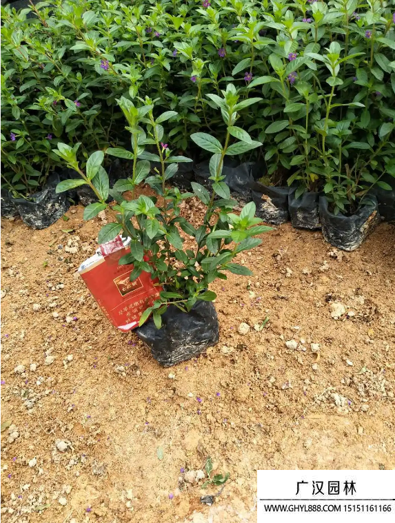 滿天星