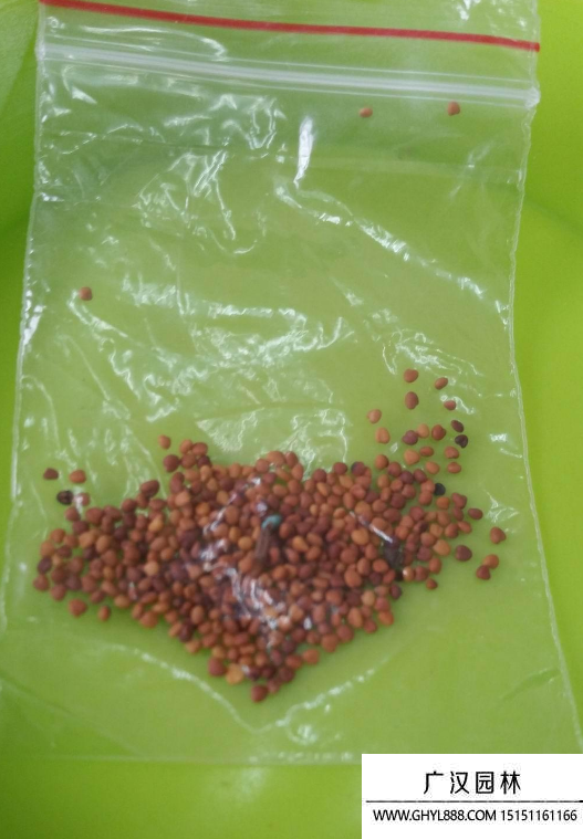 多肉種子