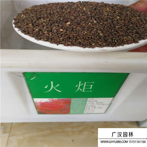 火炬種子