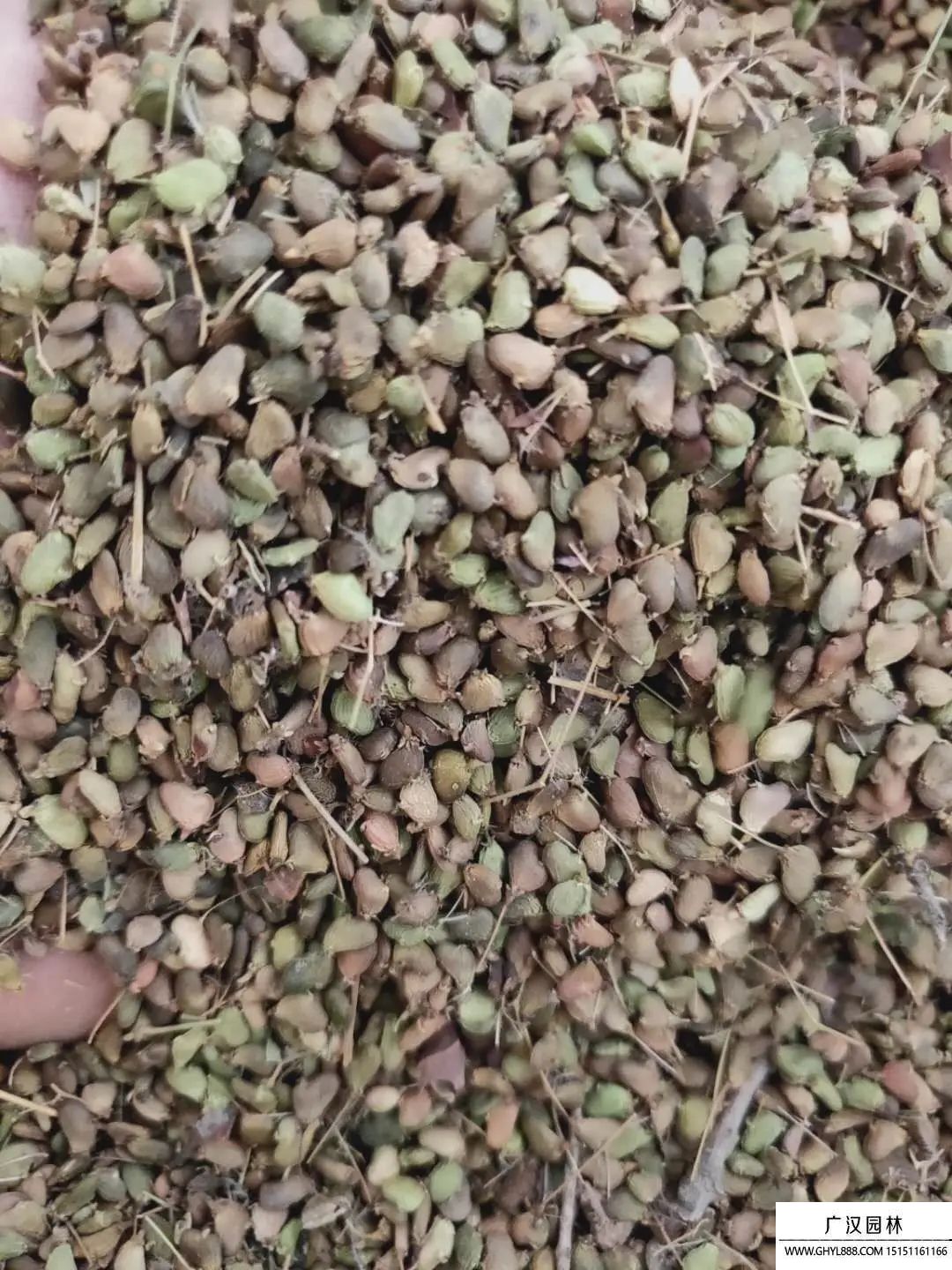 紅櫨種子