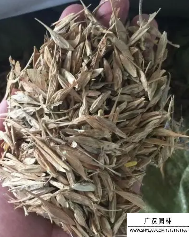 糖槭樹種子