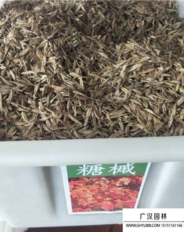 糖槭樹種子