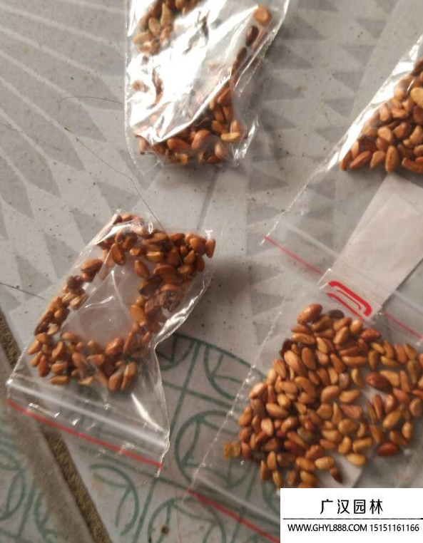 玫瑰種子