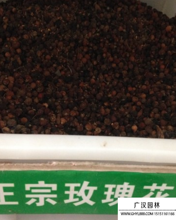 玫瑰花種子