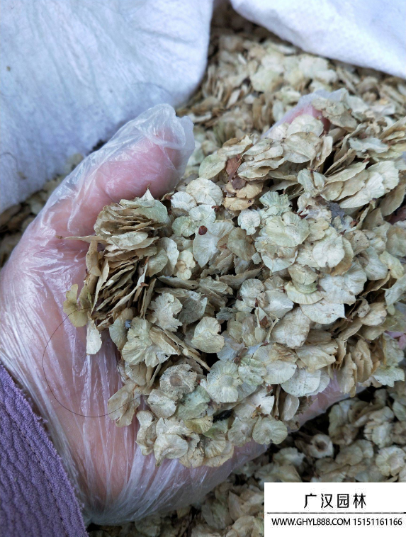 速生榆種子