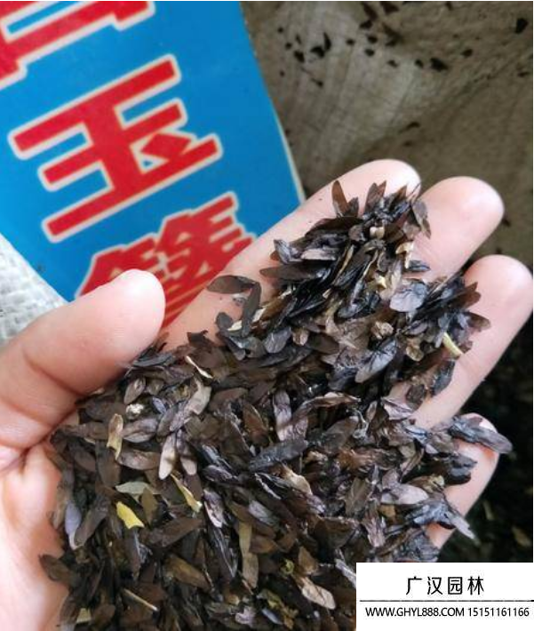 玉簪花種子