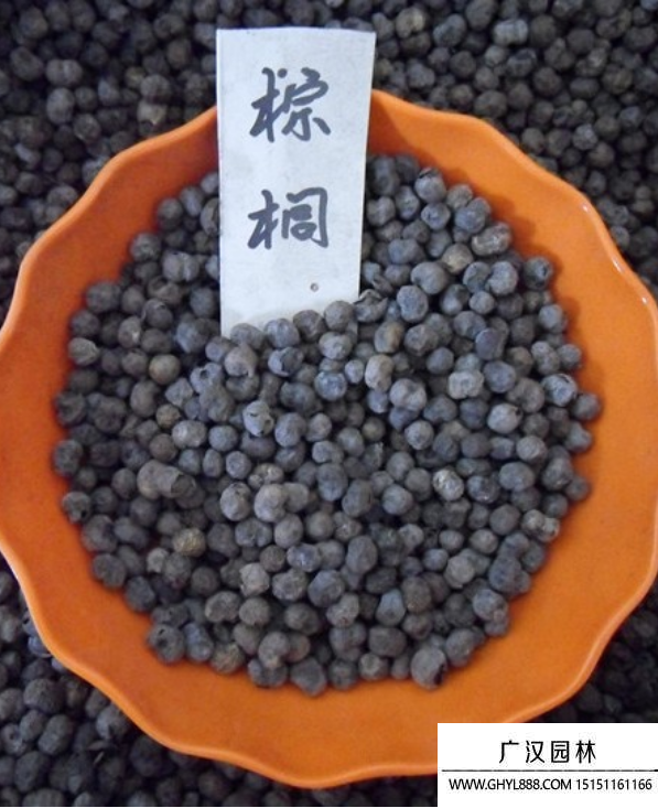 棕櫚種子