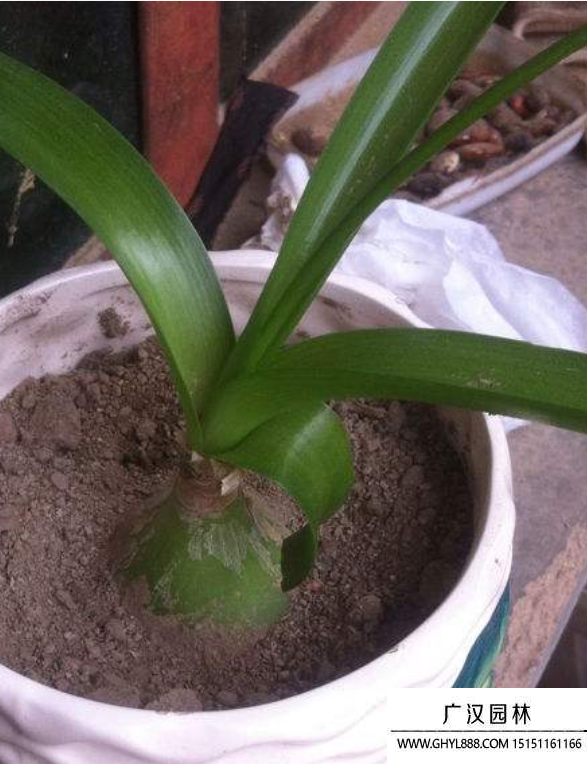 虎眼萬年青花