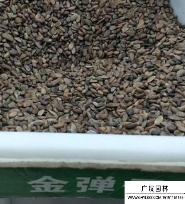 金彈子種子