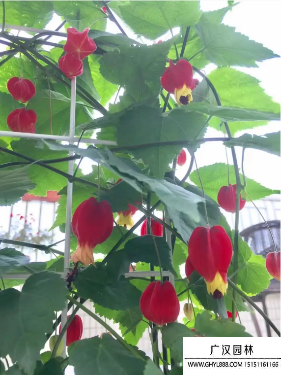 燈籠花種子