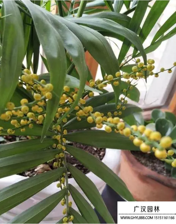 袖珍椰子種子