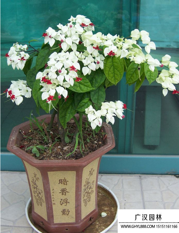 龍吐珠