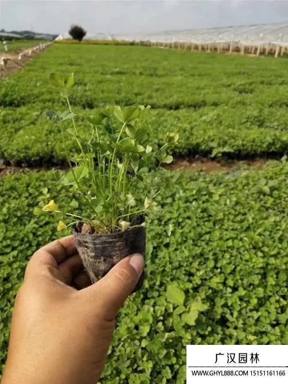 三葉草