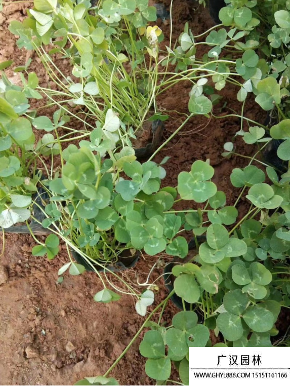 三葉草