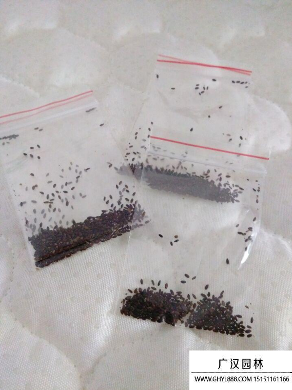 雛菊種子