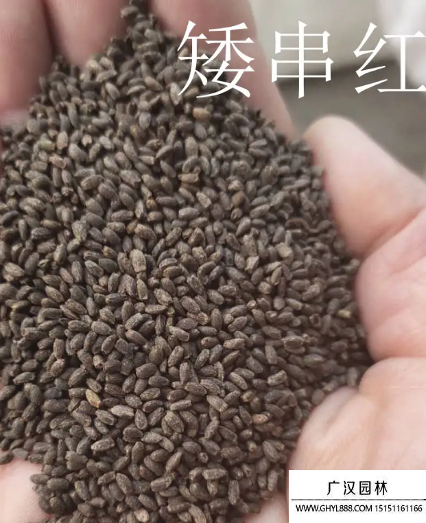 一串紅種子