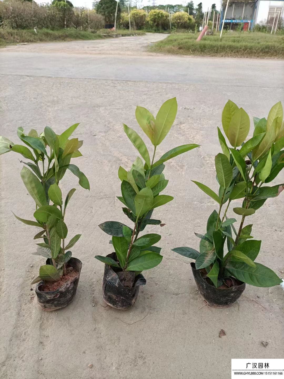 龍船花