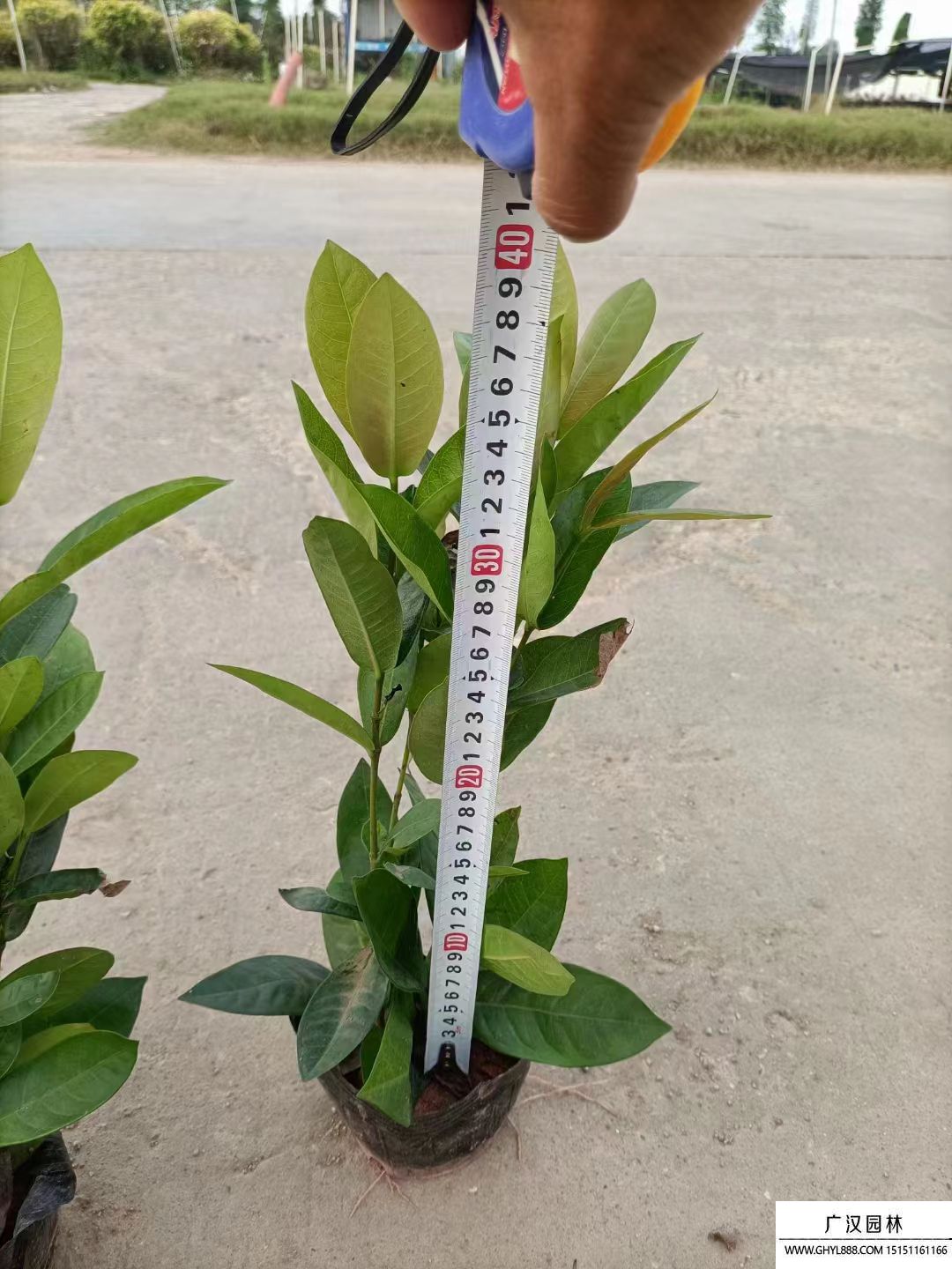 龍船花