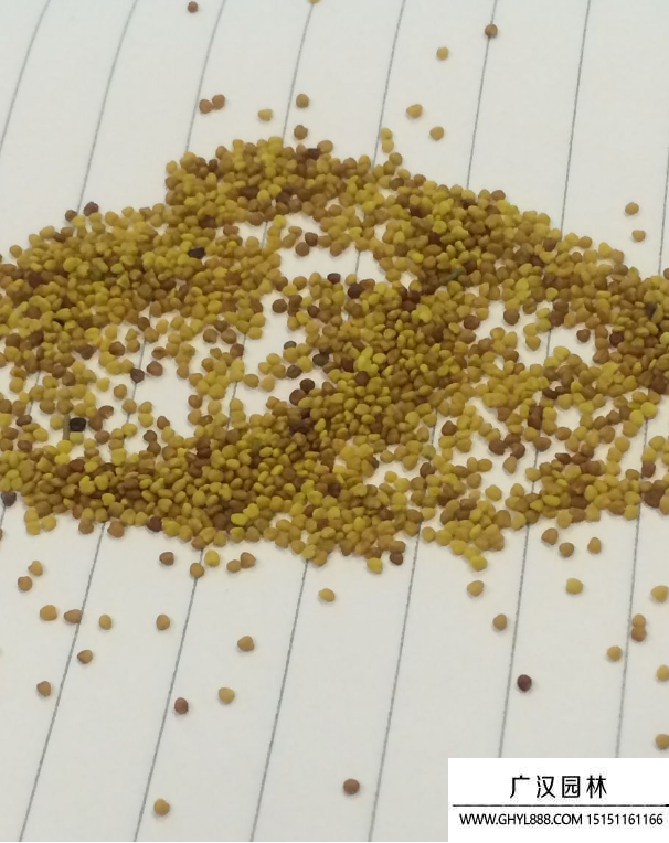 綠蘿種子