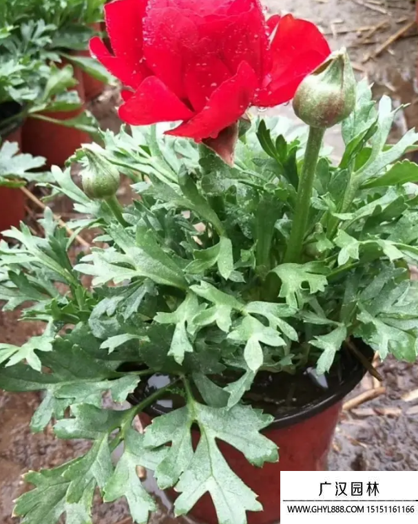 花毛茛