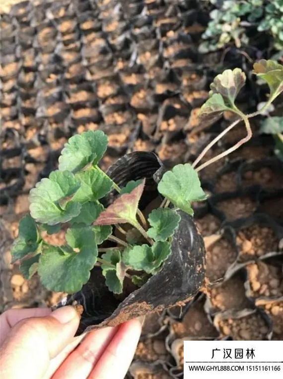 金錢草