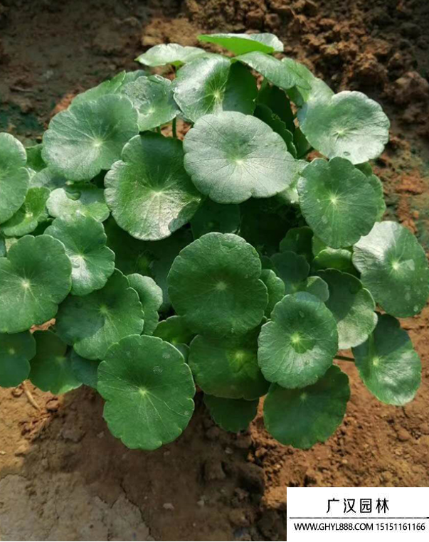 金錢草