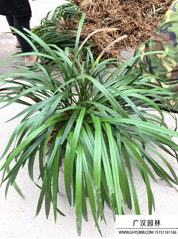 蘭草花