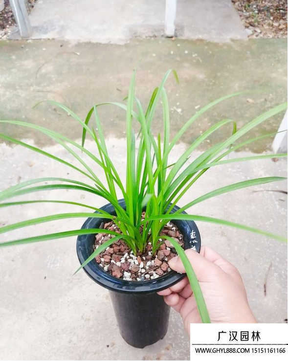 蘭草花