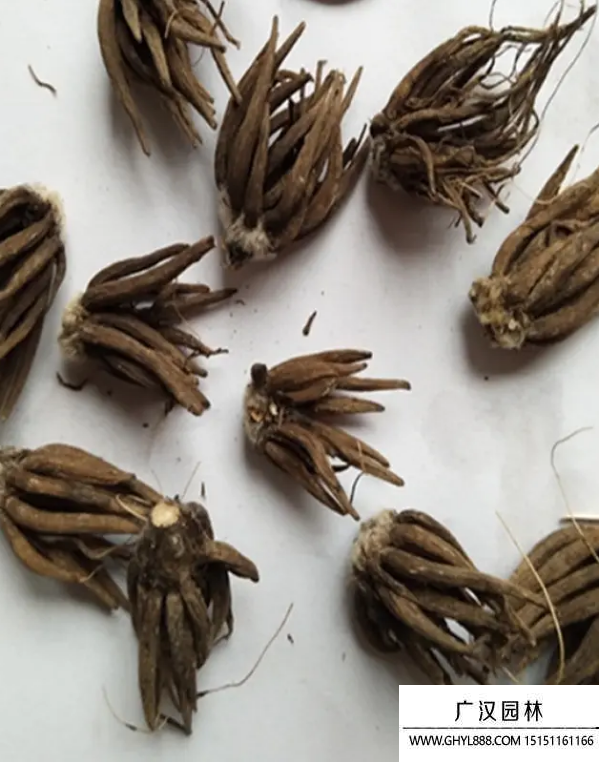 毛茛花種子