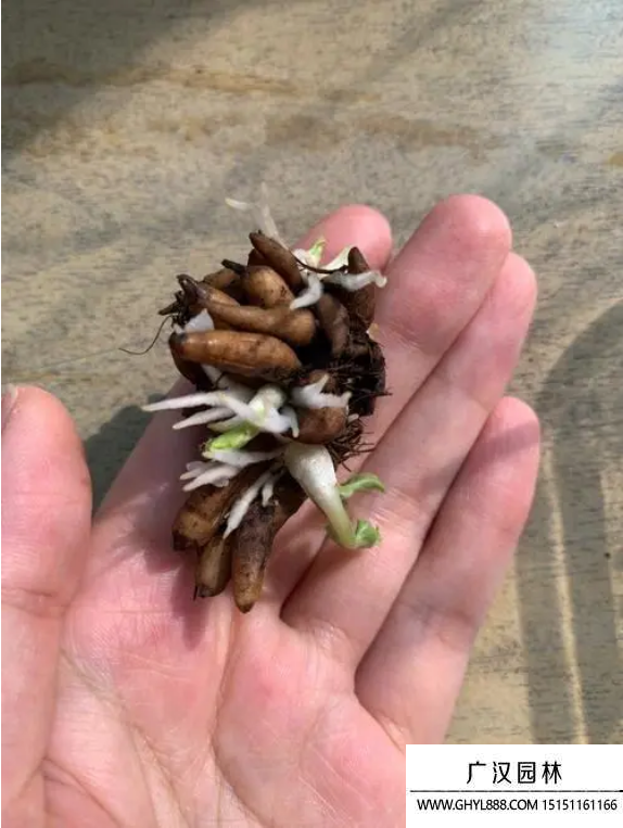 毛茛花種子