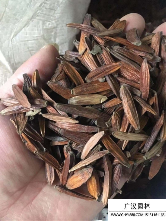 鐵刀木種子
