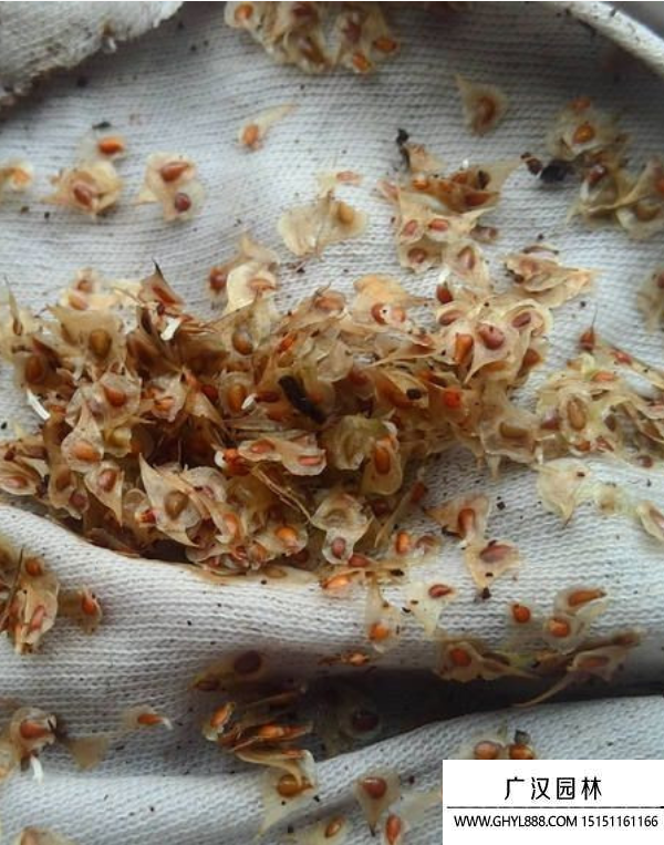 花毛茛種子