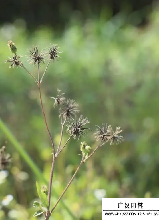鬼針草