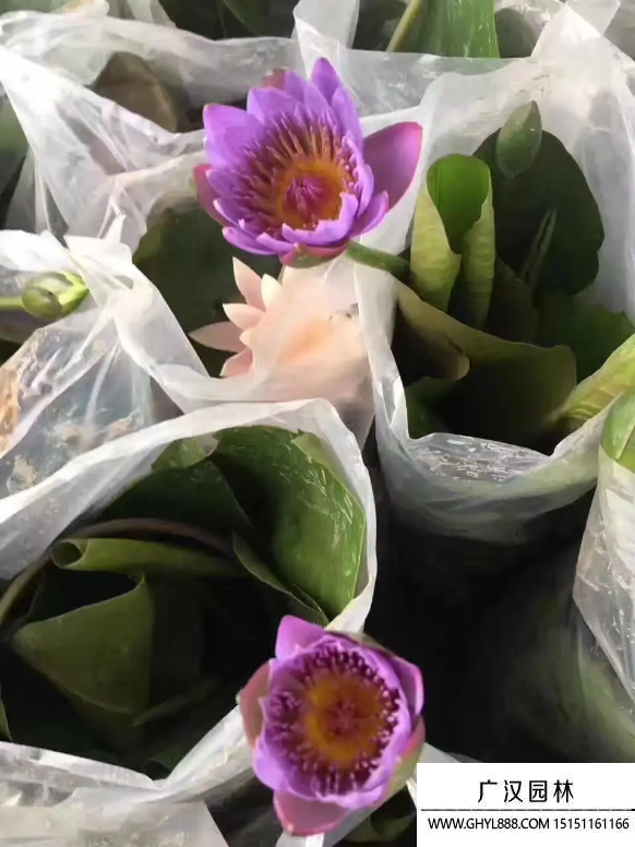 香水蓮