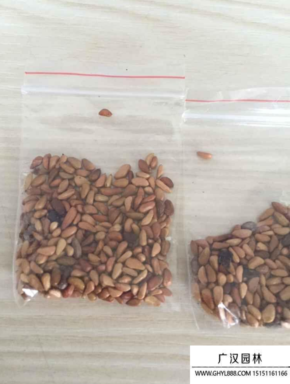玫瑰種子