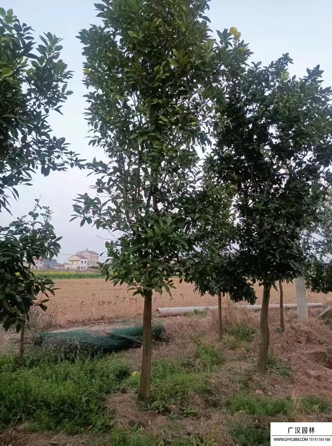 冬青樹