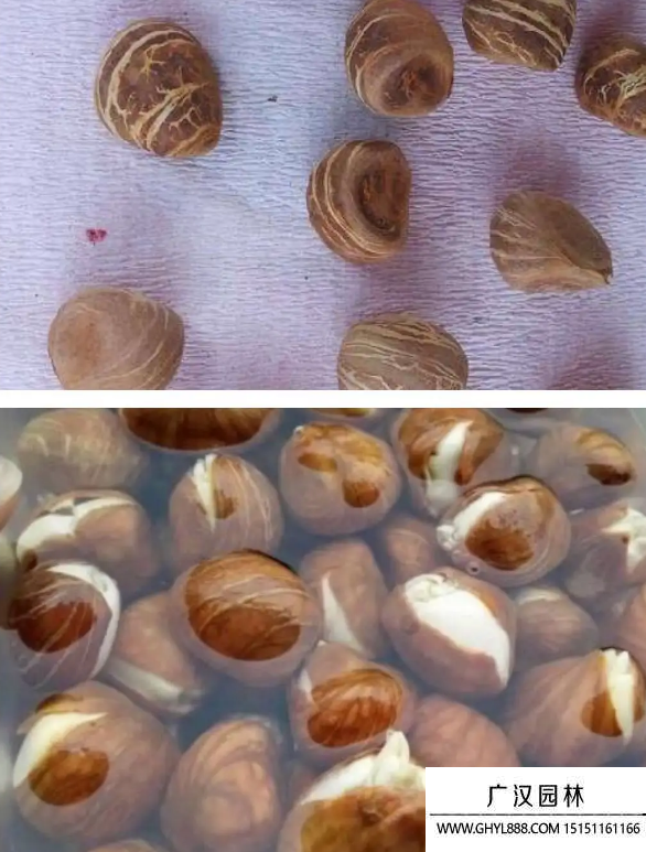 發財樹種子