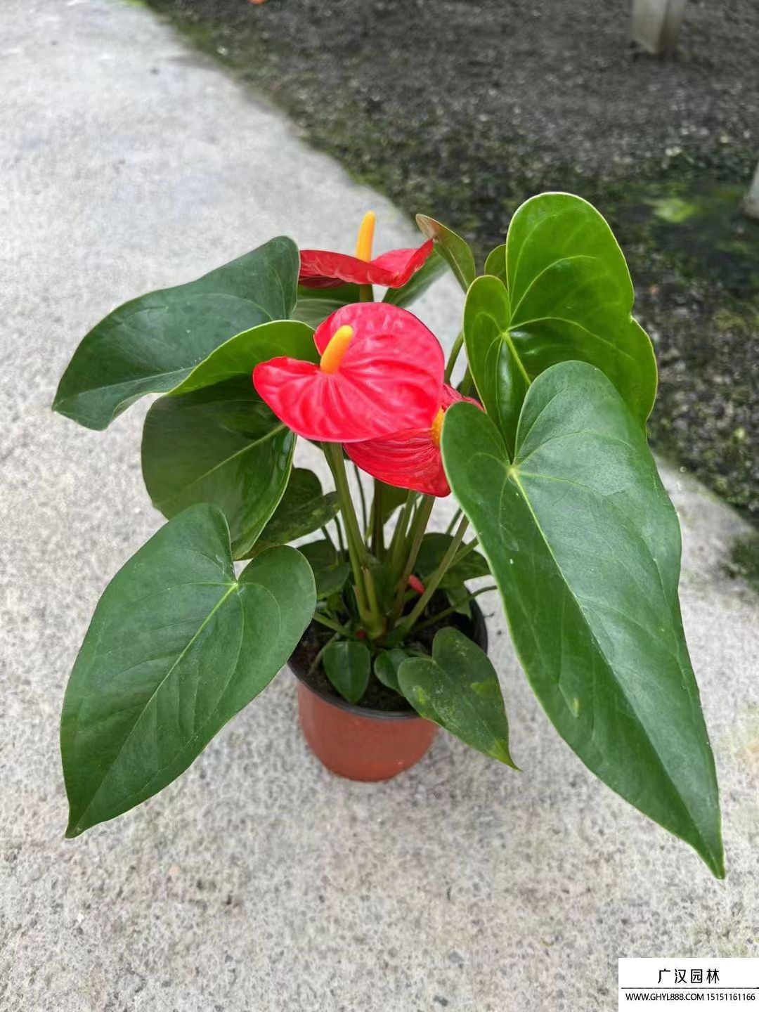 紅掌