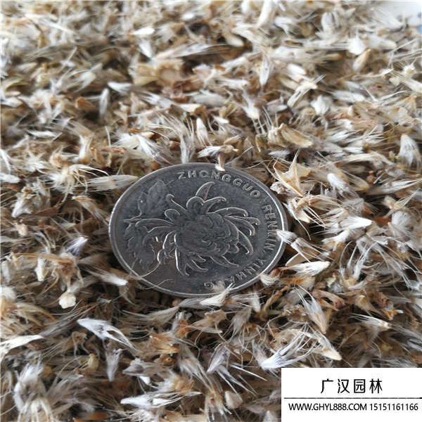 天人菊種子