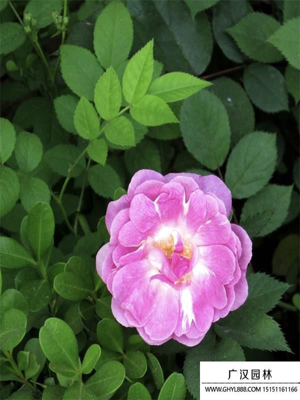 野薔薇