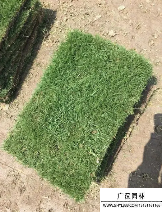草種